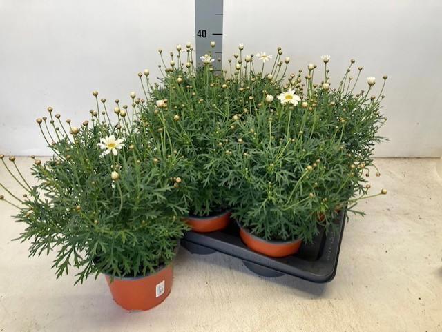 Горшечные цветы и растения оптом Arg Simba White от 6шт из Голландии с доставкой по России