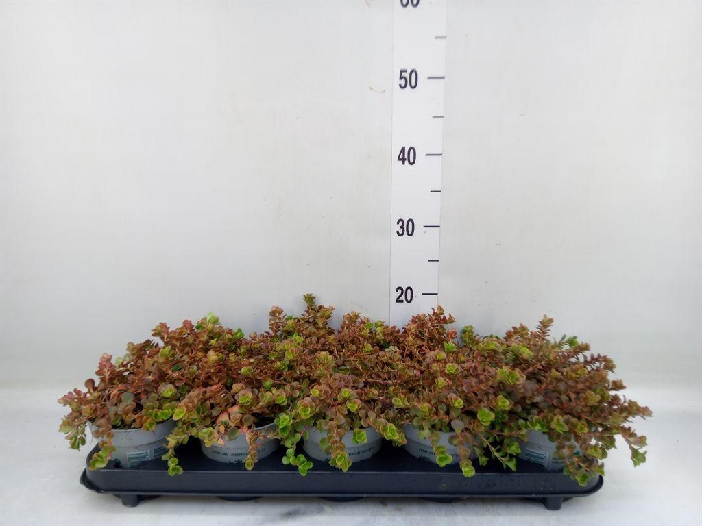 Горшечные цветы и растения оптом Sedum ... от 10шт из Голландии с доставкой по России Горшечные цветы и растения оптом Sedum ... от 10шт из Голландии с доставкой по России