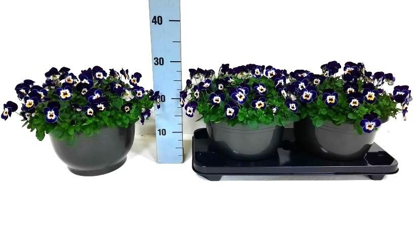 Горшечные цветы и растения оптом Vio Co Em Jolly Face от 2шт из Голландии с доставкой по России