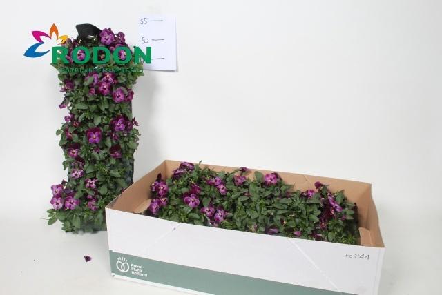 Горшечные цветы и растения оптом Vio Co Em Raspberry от 2шт из Голландии с доставкой по России