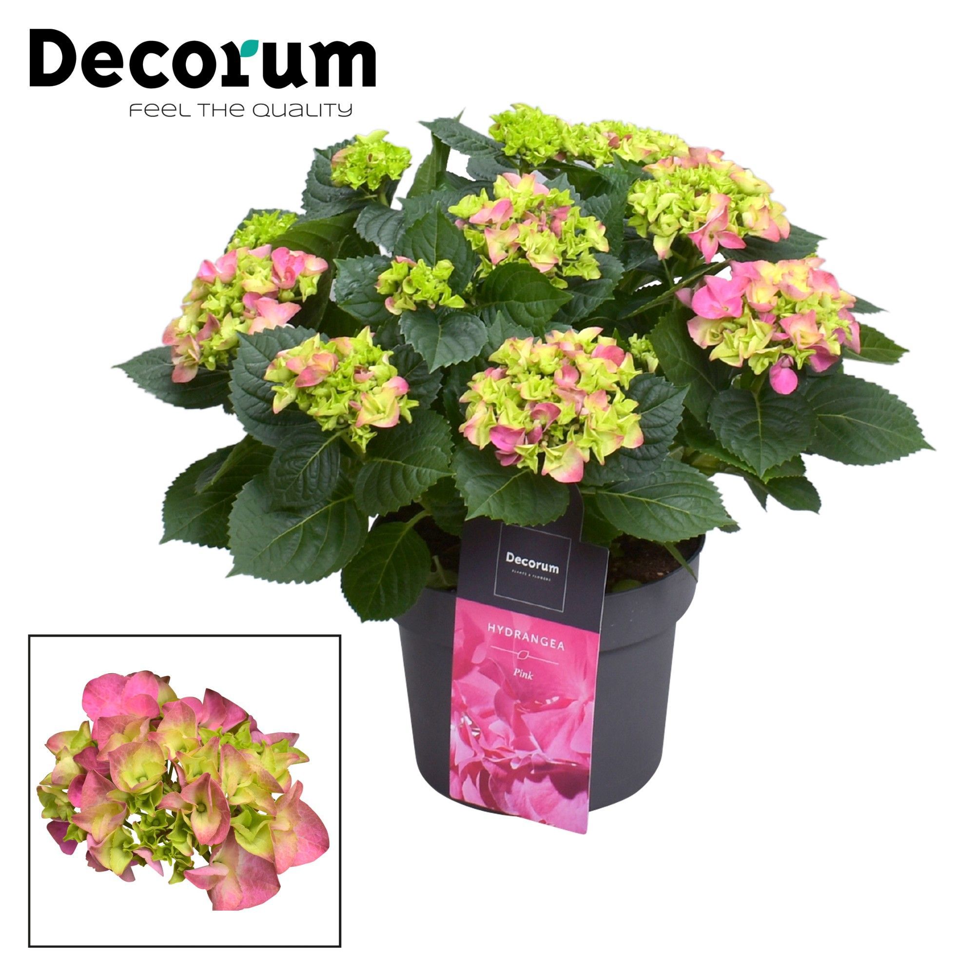 Горшечные цветы и растения оптом Hydrangea Ma Pink 7+ (decorum) от 1шт из Голландии с доставкой по России