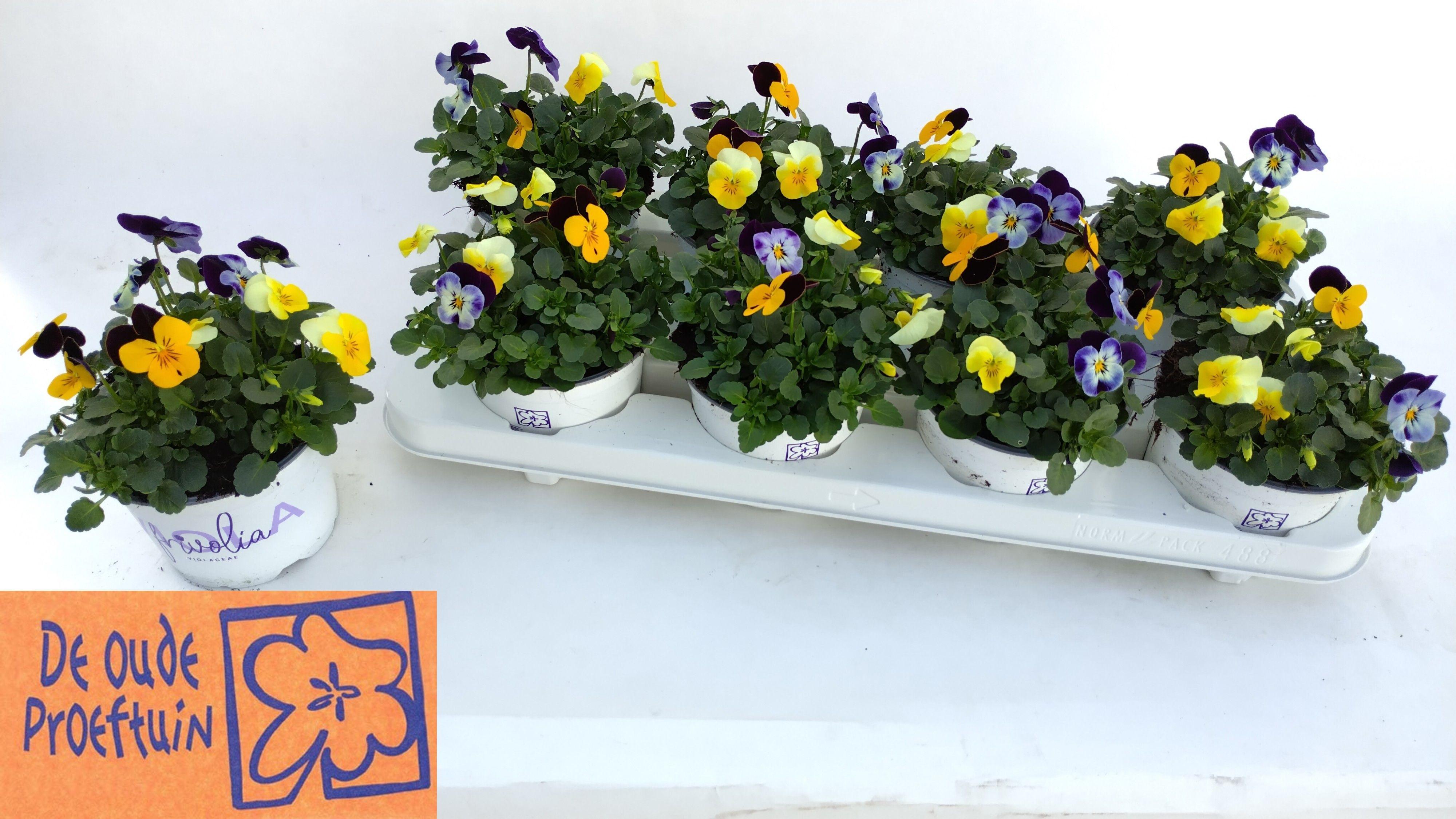 Горшечные цветы и растения оптом Vio Tricolor от 8шт' из Голландии с доставкой по России