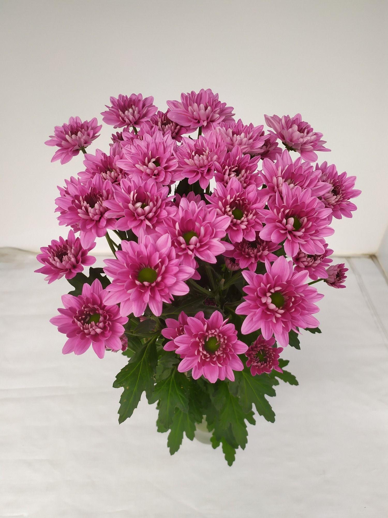 Срезанные цветы оптом Chrys sp prada от 80шт. из Голландии с доставкой по России