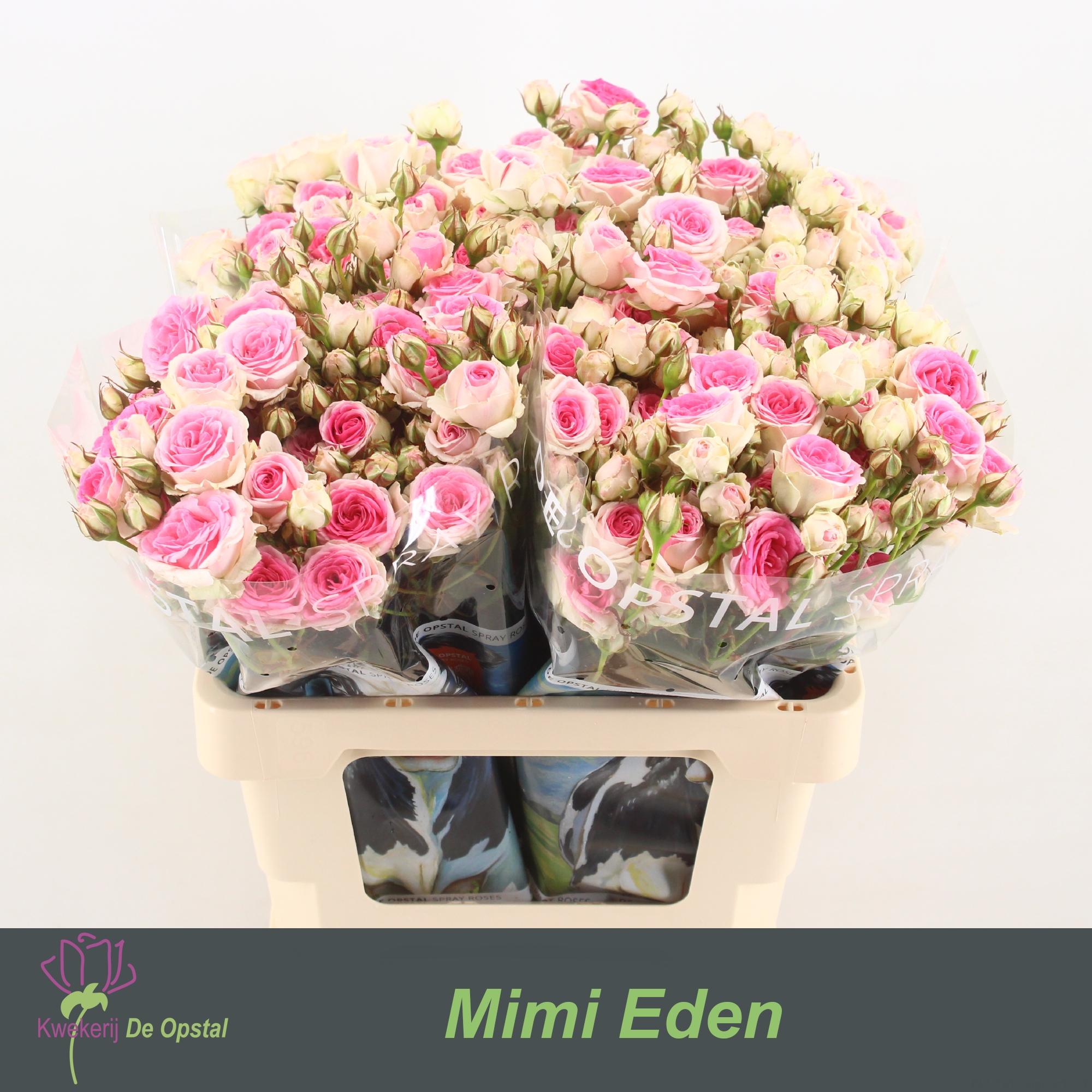 Срезанные цветы оптом Rosa spray mimi eden от 30шт из Голландии с доставкой по России
