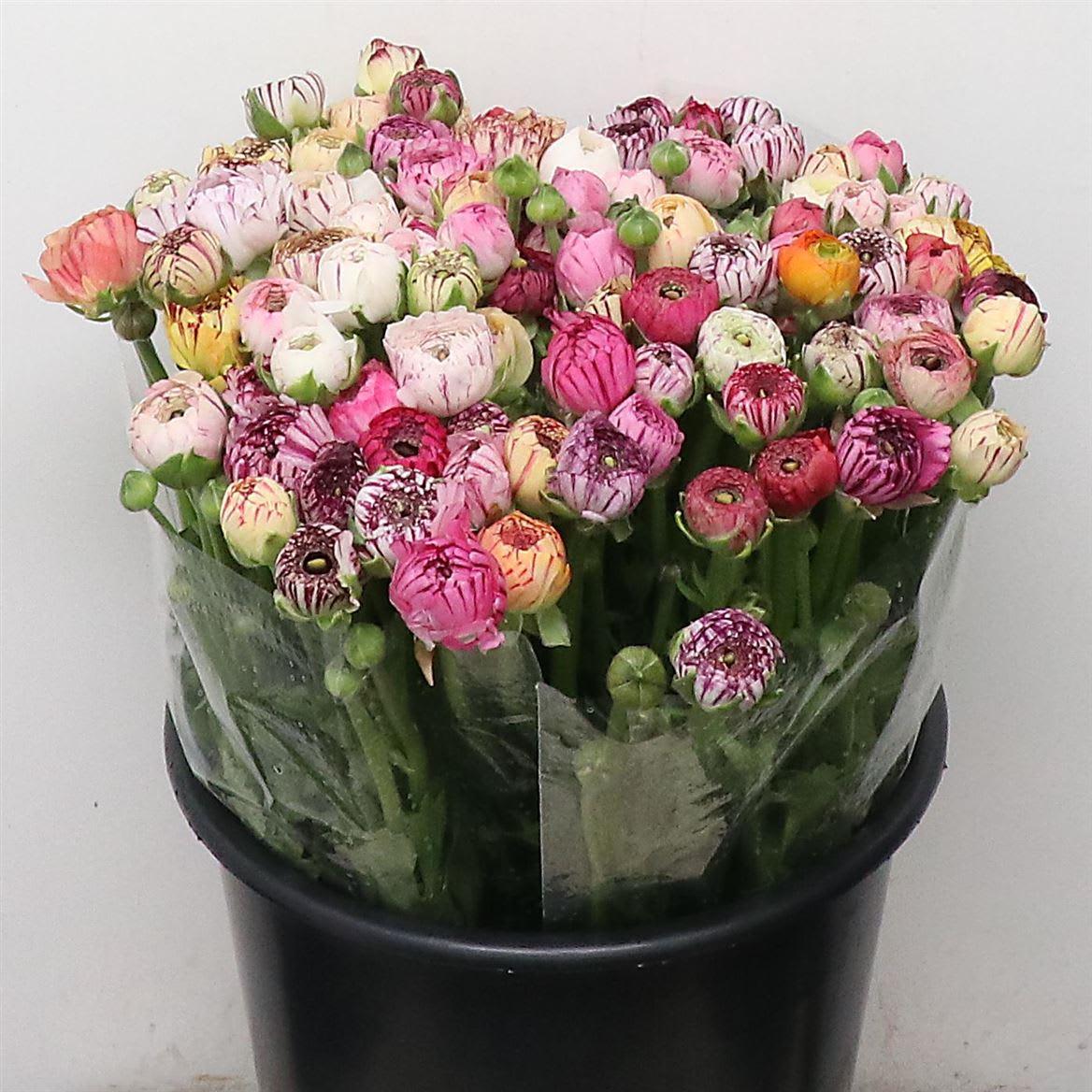 Срезанные цветы оптом Ranunculus elegance pastel stripes mixed in bucket от 100шт из Голландии с доставкой по России