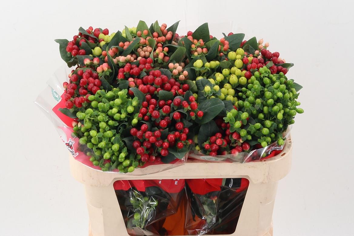 Срезанные цветы оптом Hypericum mix in bucket romance от 50шт из Голландии с доставкой по России