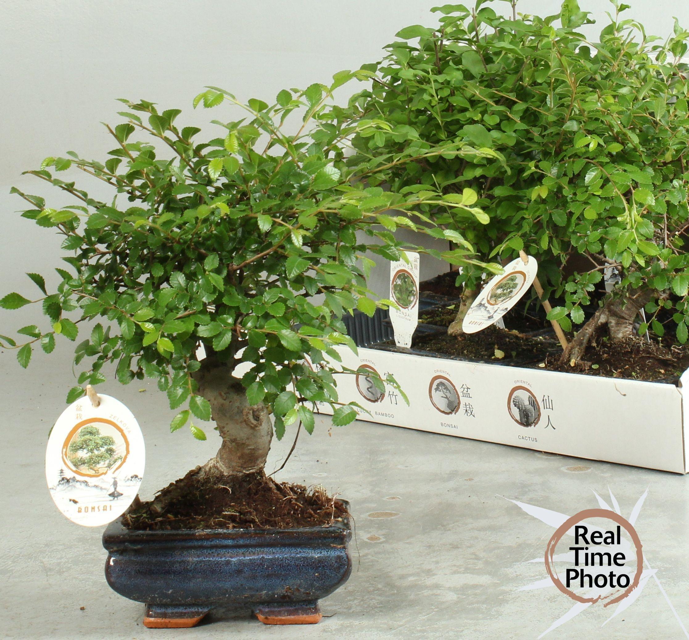 Горшечные цветы и растения оптом Bonsai Gem от 8шт из Голландии с доставкой по России