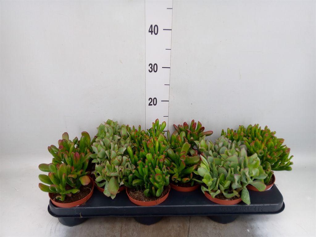 Горшечные цветы и растения оптом Crassula   ...mix от 12шт из Голландии с доставкой по России