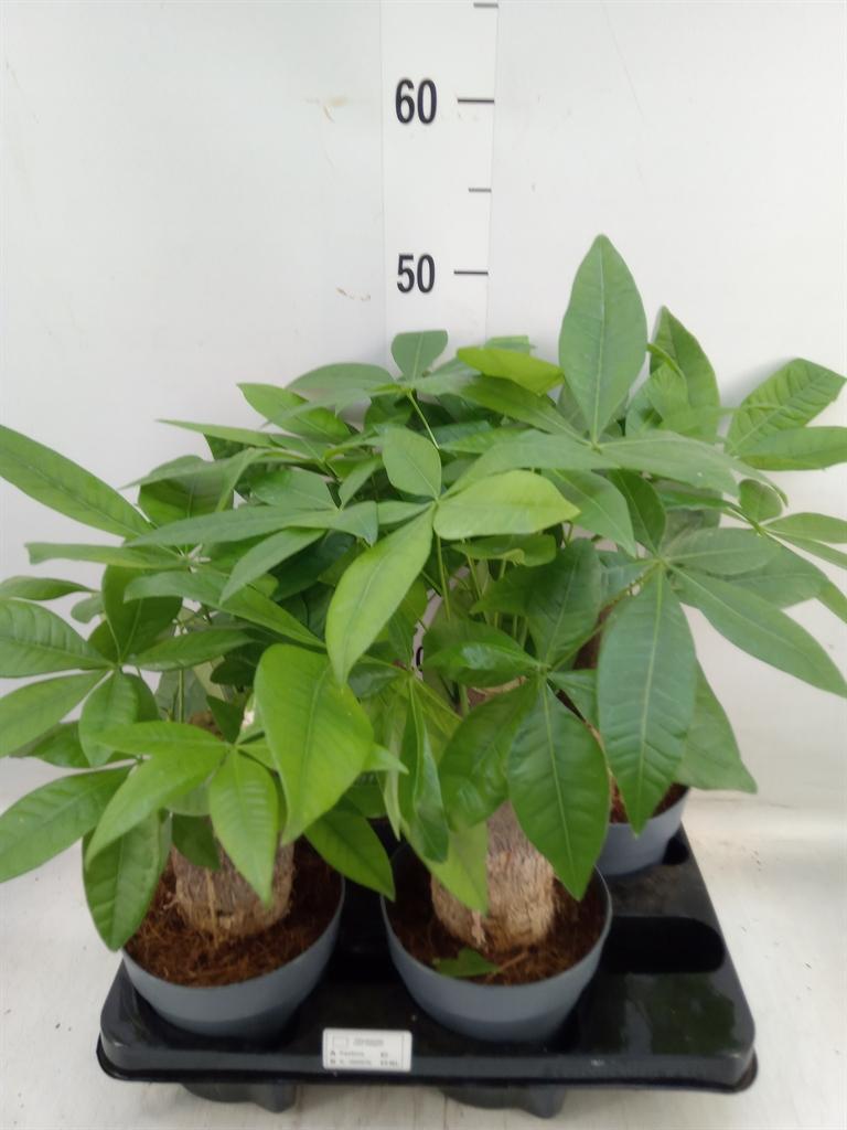 Горшечные цветы и растения оптом Pachira Aquatica от 4шт из Голландии с доставкой по России