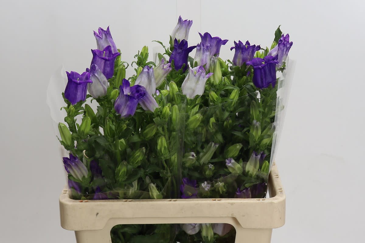 Срезанные цветы оптом Campanula medium champion blue от 20шт из Голландии с доставкой по России Срезанные цветы оптом Campanula medium champion blue от 20шт из Голландии с доставкой по России