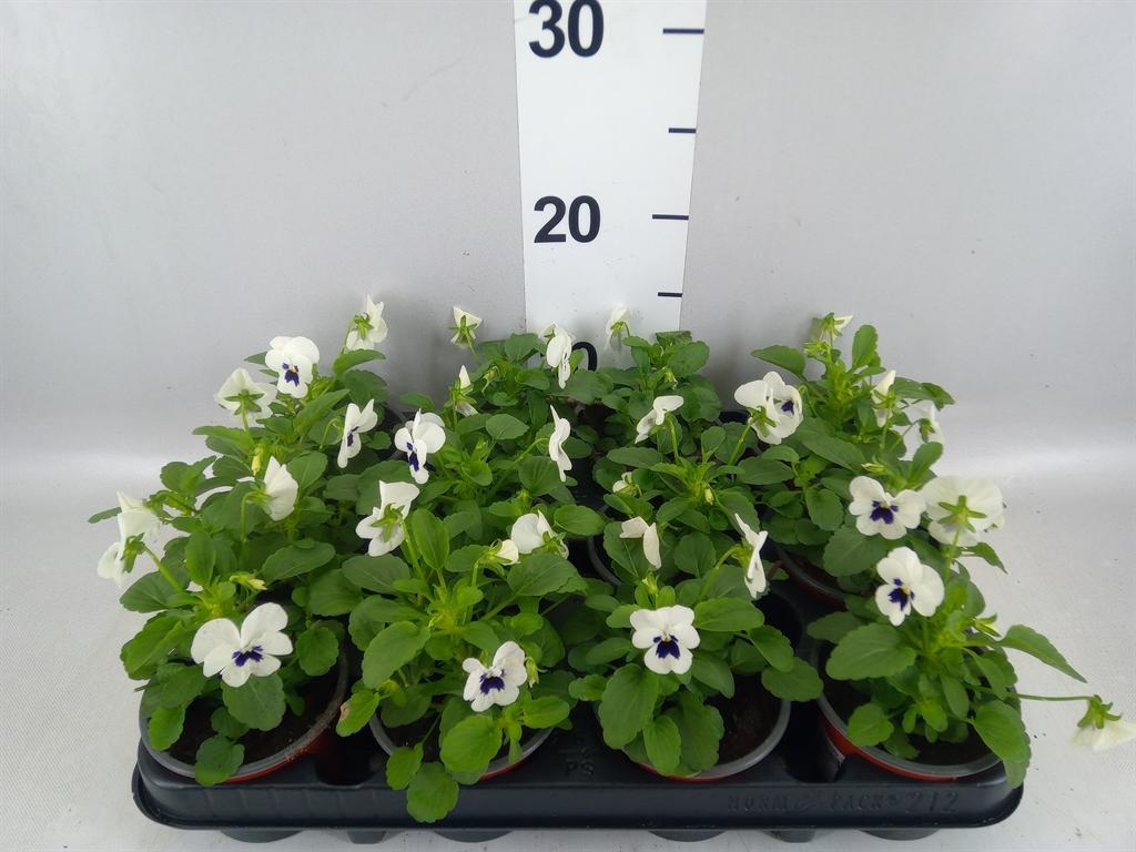 Горшечные цветы и растения оптом Viola Corn. evo Mini White от 12шт (для телеги) из Голландии с доставкой по России
