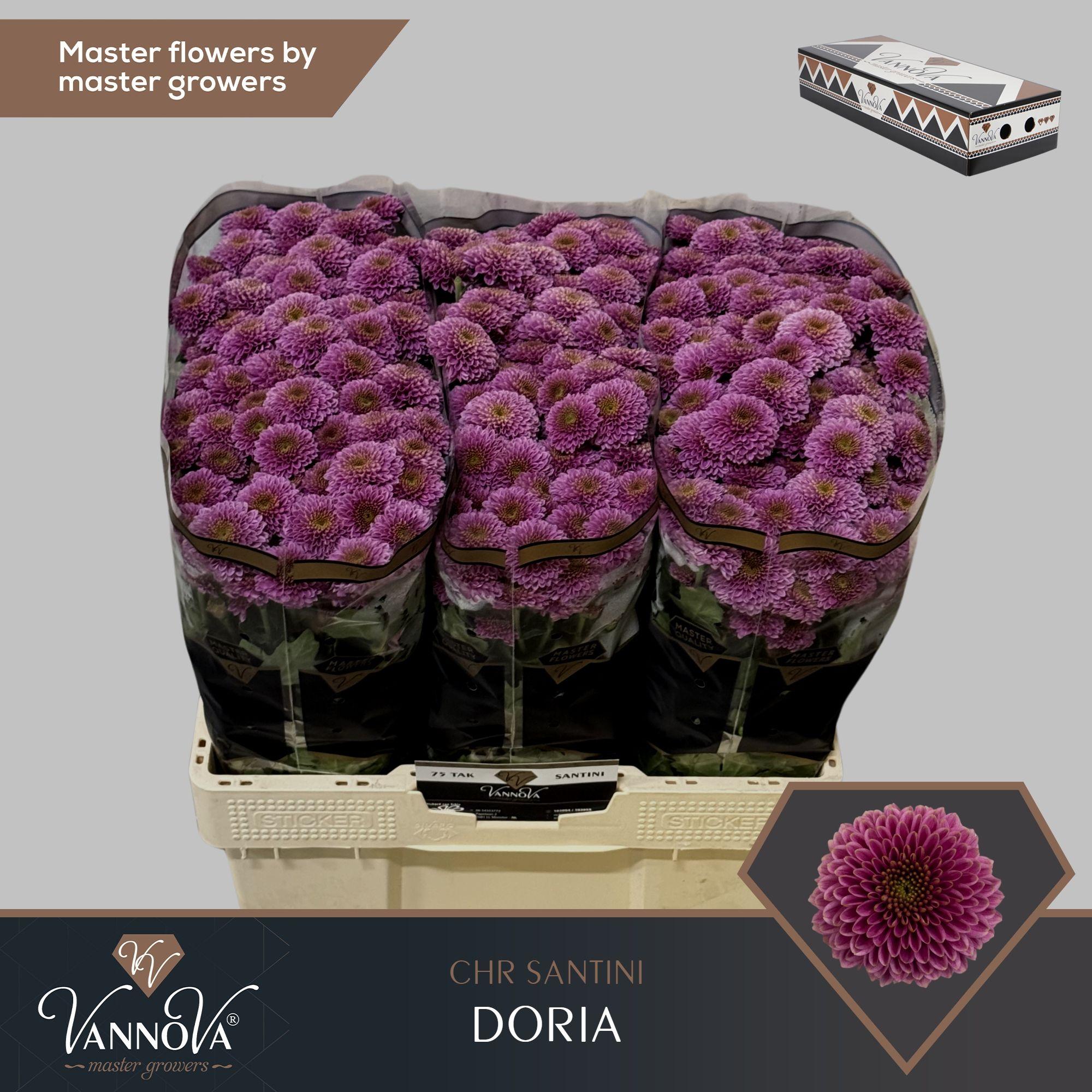 Срезанные цветы оптом Chrys sa doria от 75шт. из Голландии с доставкой по России