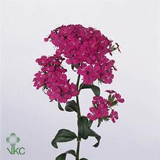 Срезанные цветы оптом Dianthus br amazon neon purple от 50шт из Голландии с доставкой по России