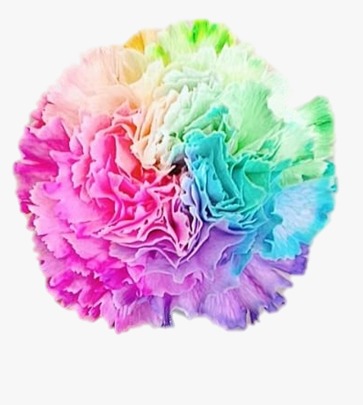 Срезанные цветы оптом Dianthus st paint rainbow от 80шт из Голландии с доставкой по России