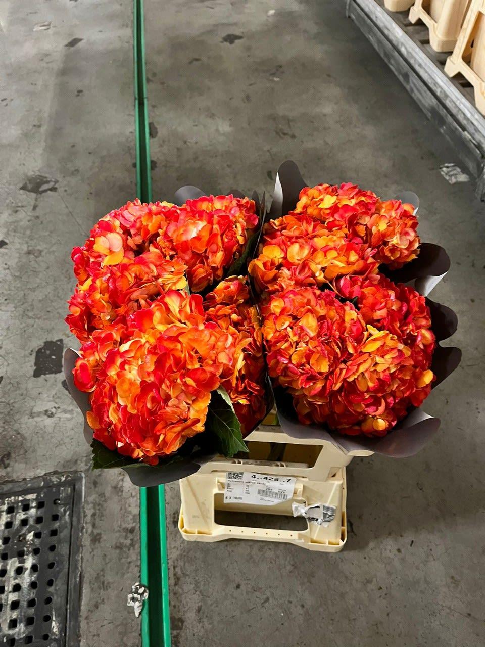 Срезанные цветы оптом Hydrangea orange candy от 10шт из Голландии с доставкой по России