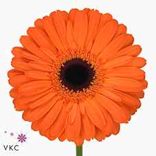 Срезанные цветы оптом Gerbera applause от 40шт. из Голландии с доставкой по России