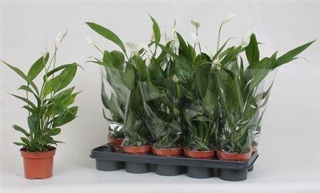 Горшечные цветы и растения оптом Spath Alana 3+ от 10шт из Голландии с доставкой по России