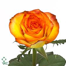 Срезанные цветы оптом Rosa large high magic от 60шт из Голландии с доставкой по России
