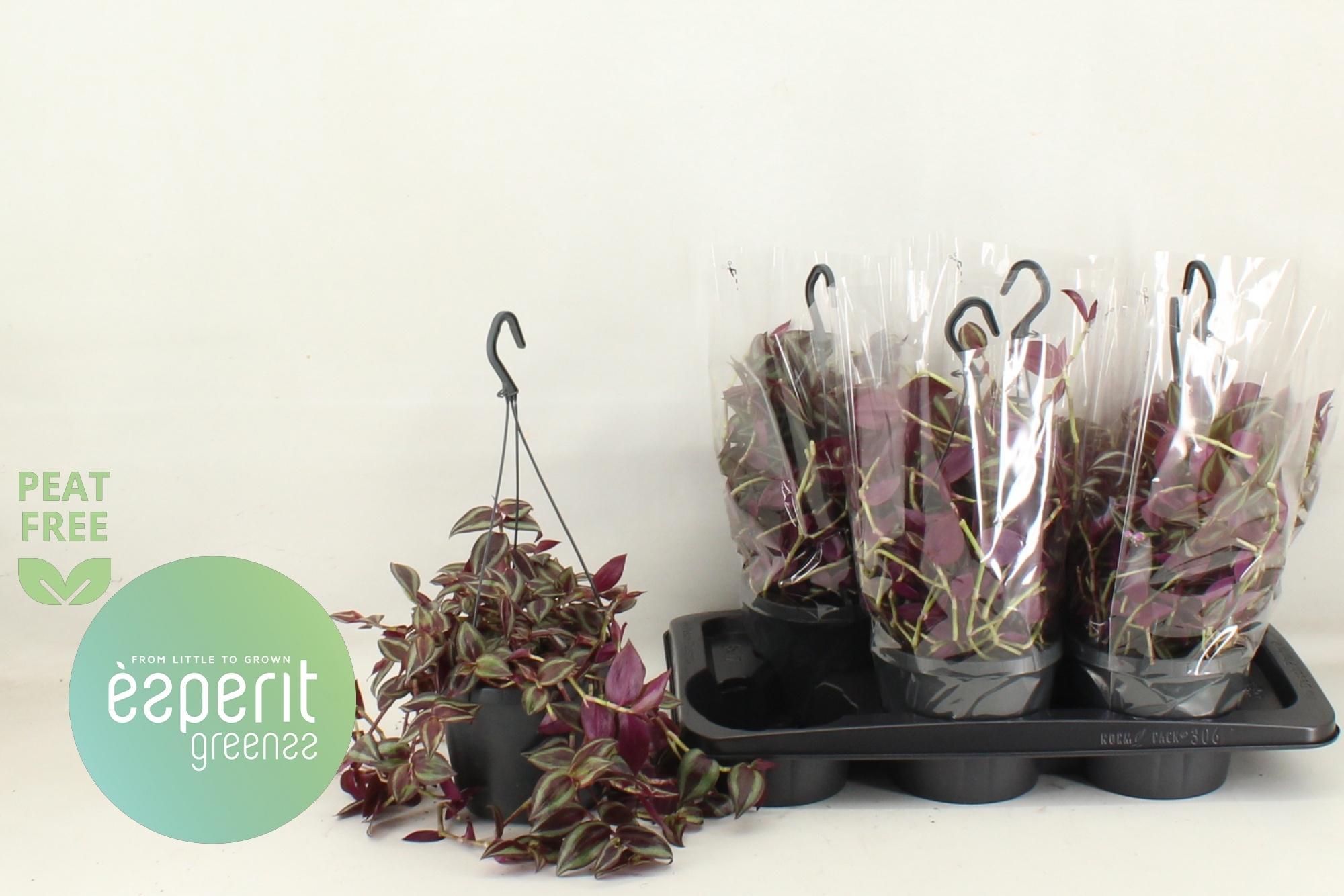 Горшечные цветы и растения оптом Kamerpl Gem Ov от 24шт (для телеги) из Голландии с доставкой по России