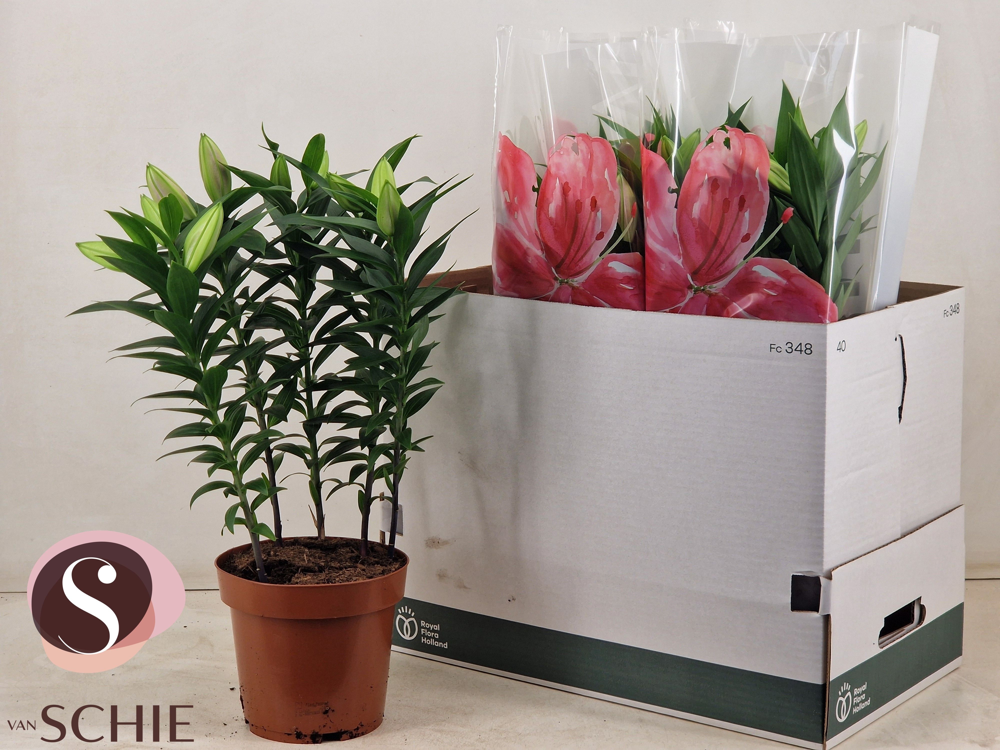 Горшечные цветы и растения оптом Lil Or Entertainer от 5шт из Голландии с доставкой по России