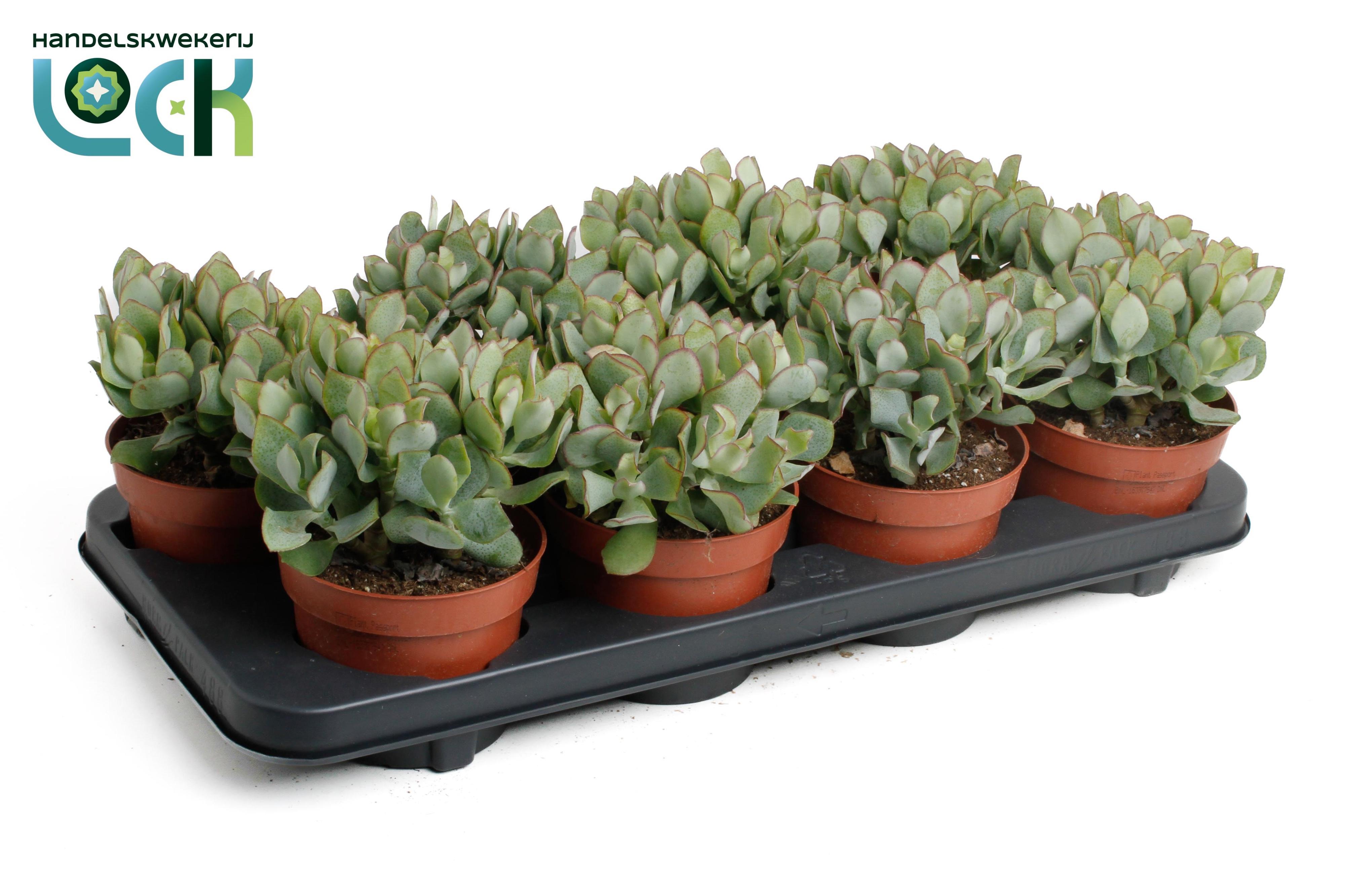 Горшечные цветы и растения оптом Crassula Arborensis Cristaat от 6шт из Голландии с доставкой по России