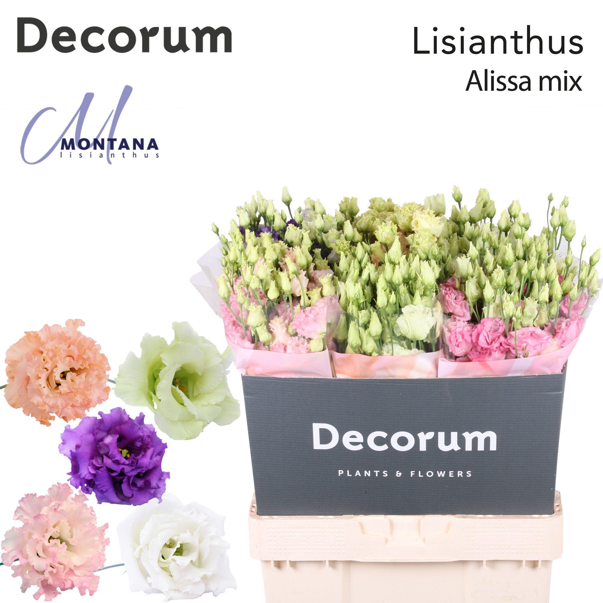 Срезанные цветы оптом Lisianthus do alissa mix in bucket от 60шт из Голландии с доставкой по России