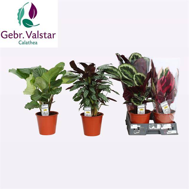 Горшечные цветы и растения оптом Calat Gem от 5шт из Голландии с доставкой по России