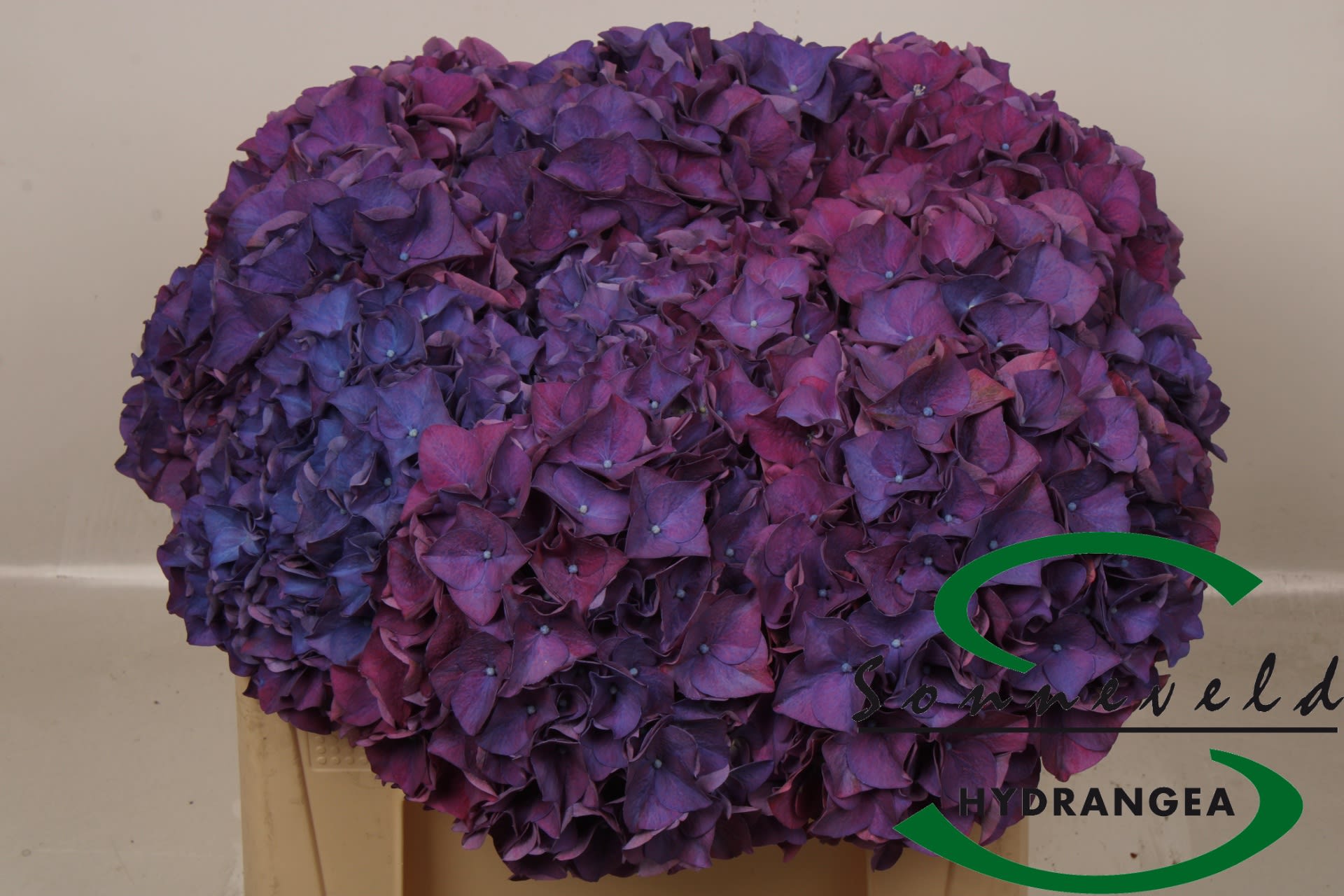 Срезанные цветы оптом Hydrangea sibilla purple от 10шт из Голландии с доставкой по России