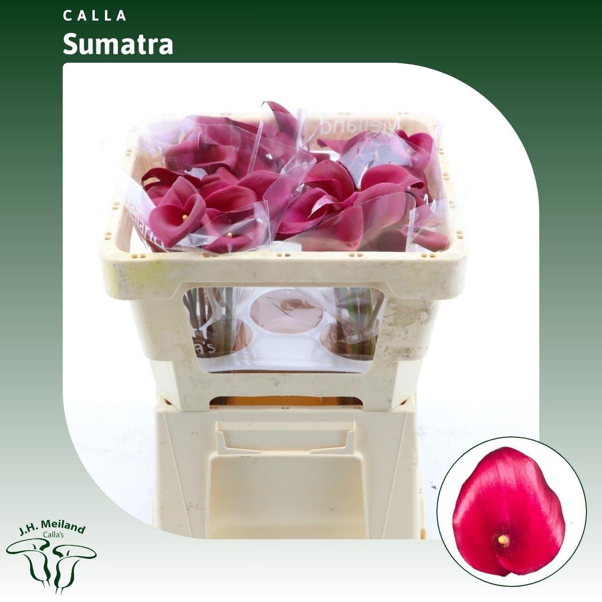 Срезанные цветы оптом Zantedeschia sumatra от 40шт из Голландии с доставкой по России