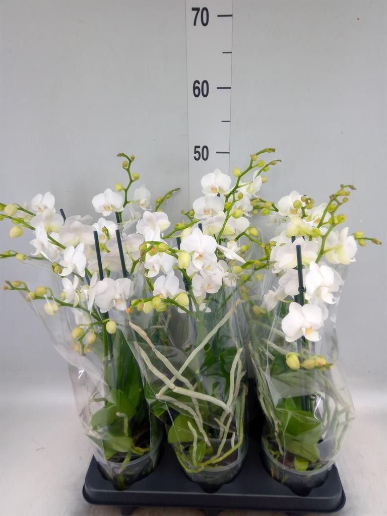 Горшечные цветы и растения оптом Phalaenopsis Multi.   ...white от 6шт из Голландии с доставкой по России