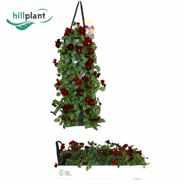 Горшечные цветы и растения оптом Vio Co Sor Xp Red от 2шт из Голландии с доставкой по России