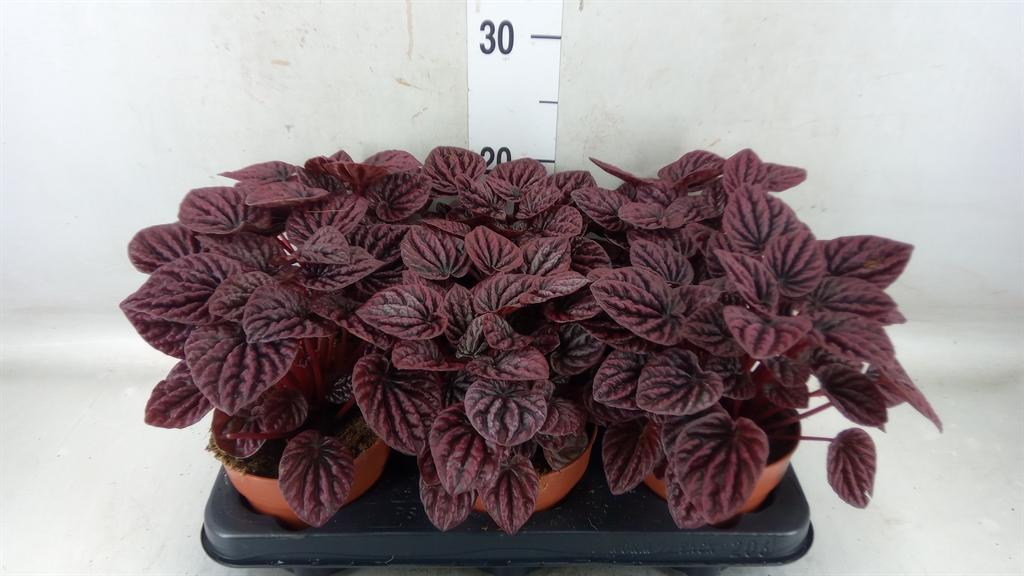 Горшечные цветы и растения оптом Peperomia Caperata   ... от 6шт из Голландии с доставкой по России