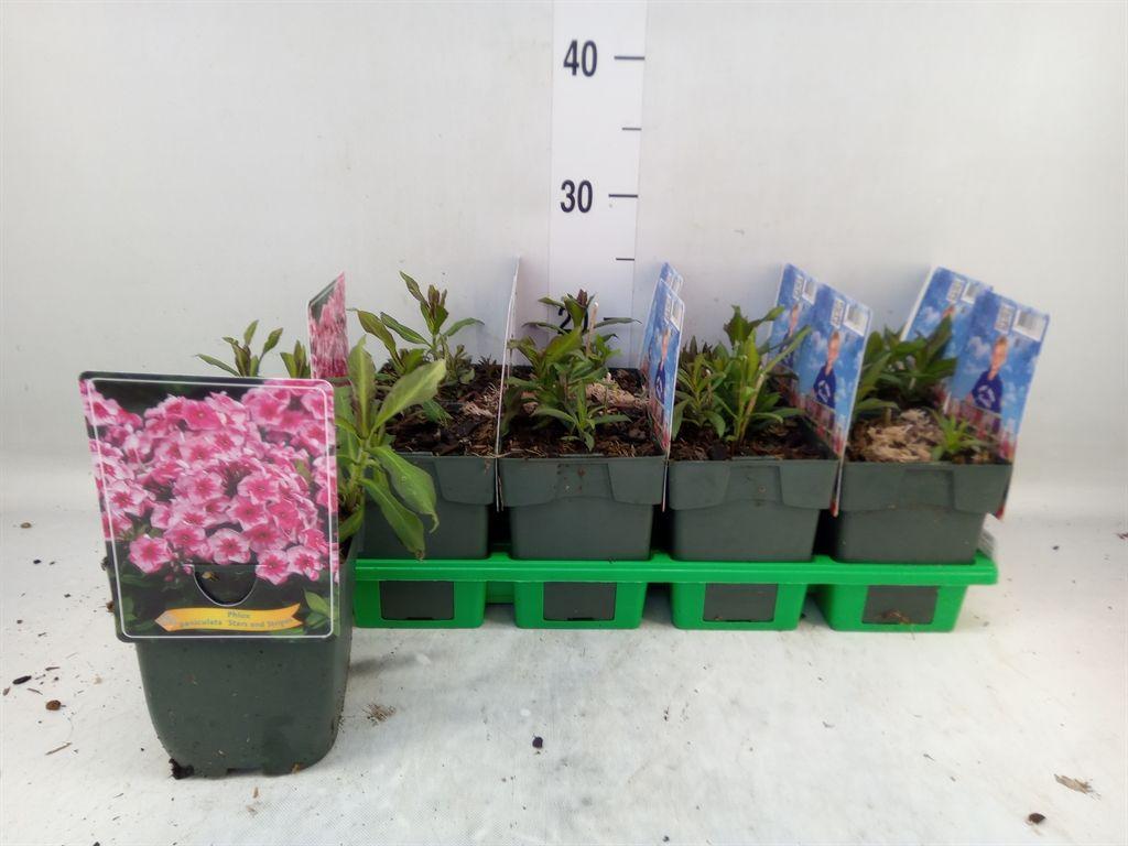 Горшечные цветы и растения оптом Phlox Panic. от 10шт из Голландии с доставкой по России