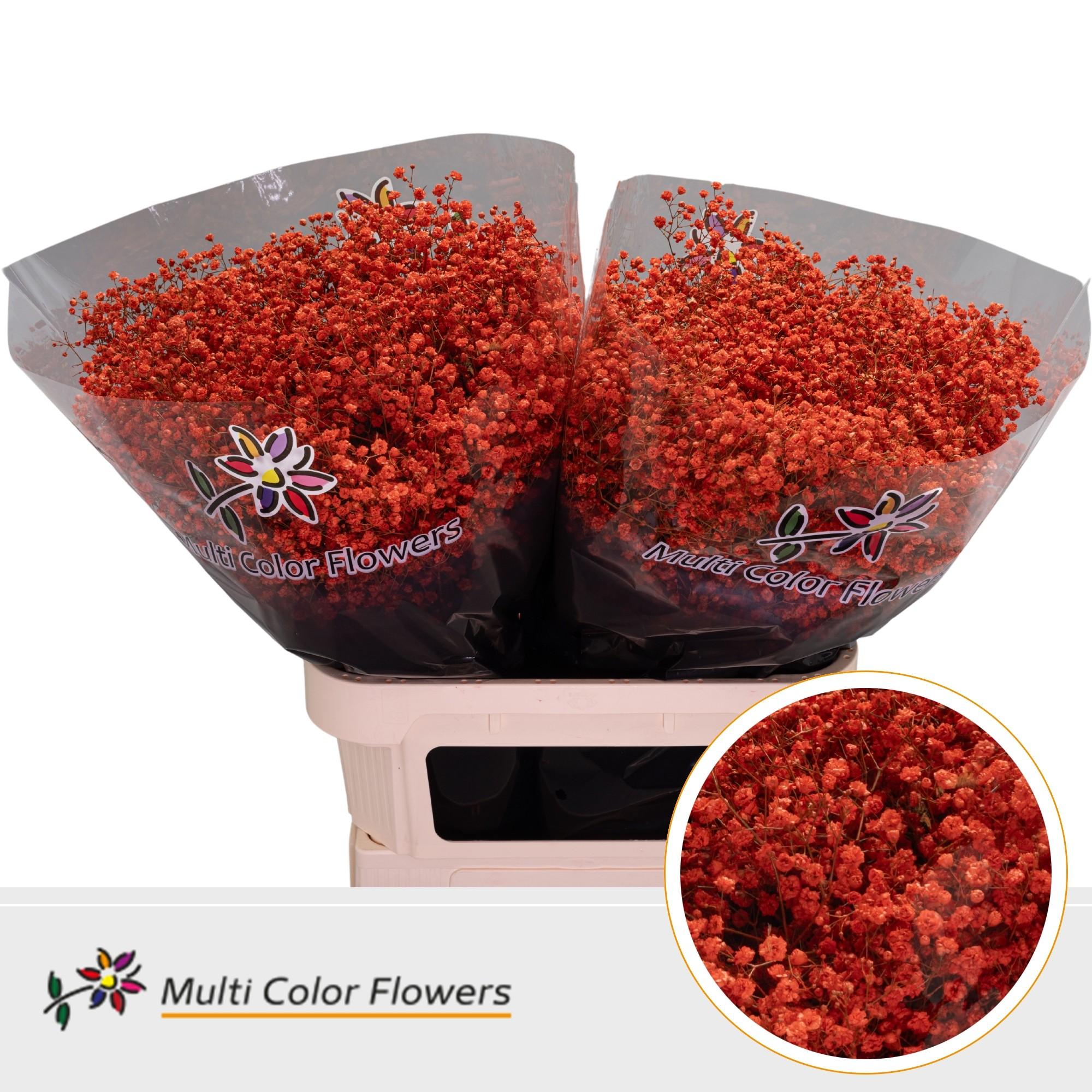 Срезанные цветы оптом Gyps large paint orange от 50шт. из Голландии с доставкой по России