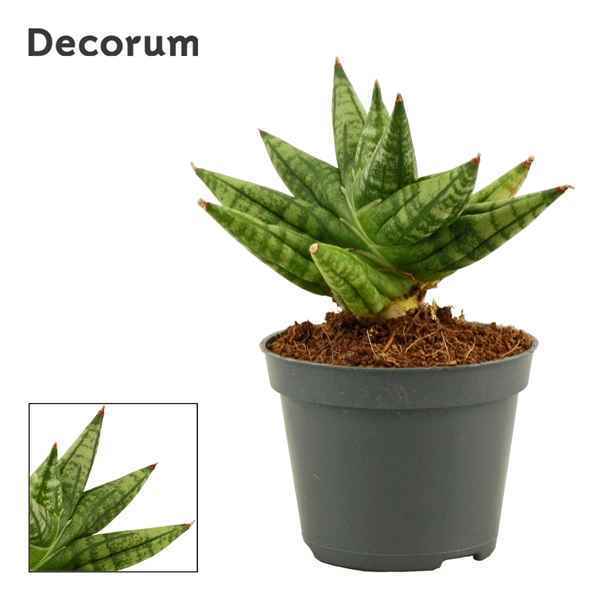 Горшечные цветы и растения оптом Sansevieria Rocky Crown (decorum) от 14шт из Голландии с доставкой по России