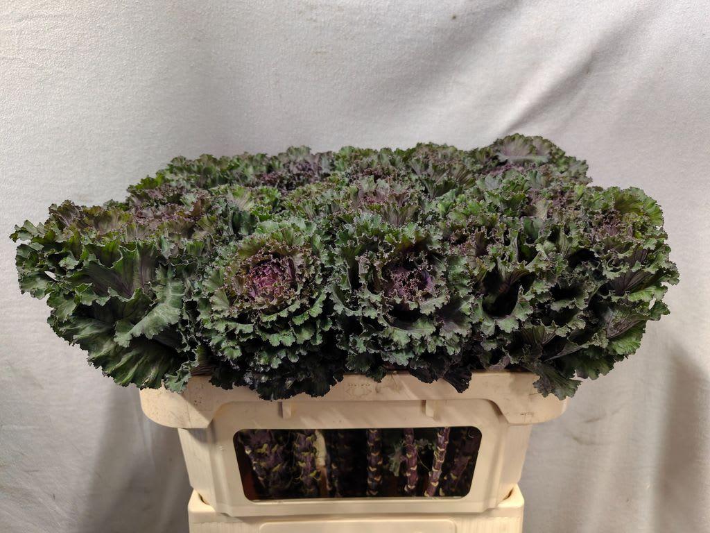 Срезанные цветы оптом Brassica black angel от 30шт из Голландии с доставкой по России