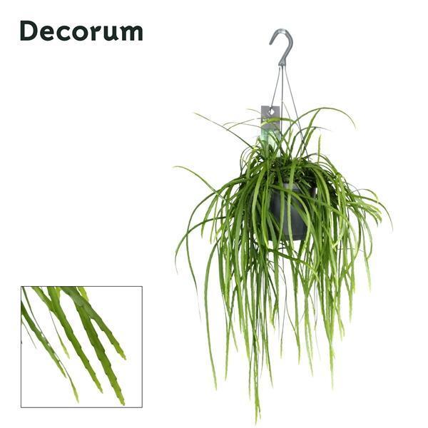 Горшечные цветы и растения оптом Lepisium Bolivianum от 6шт из Голландии с доставкой по России