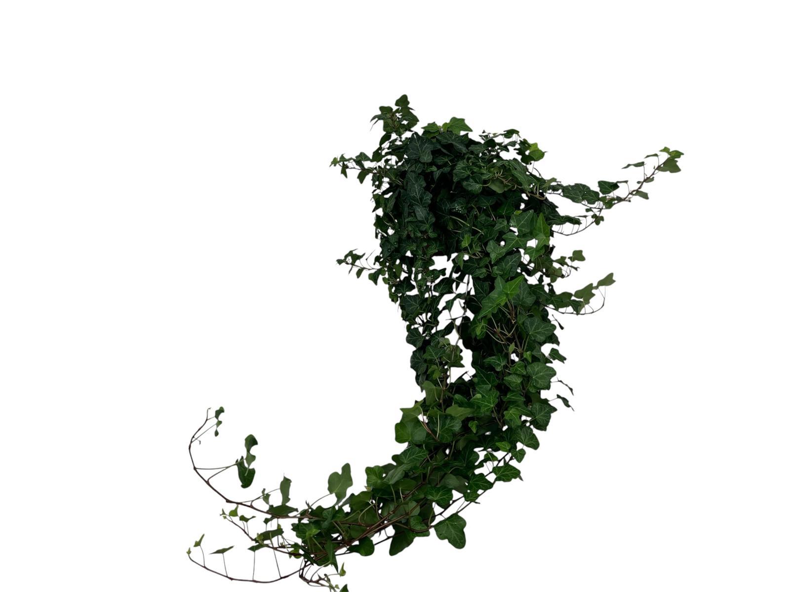 Горшечные цветы и растения оптом Hedera Wonder T-90cm от 10шт из Голландии с доставкой по России