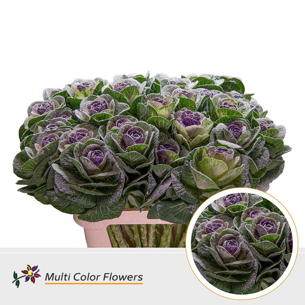 Срезанные цветы оптом Brassica paint marshmallow dark lilac от 30шт из Голландии с доставкой по России