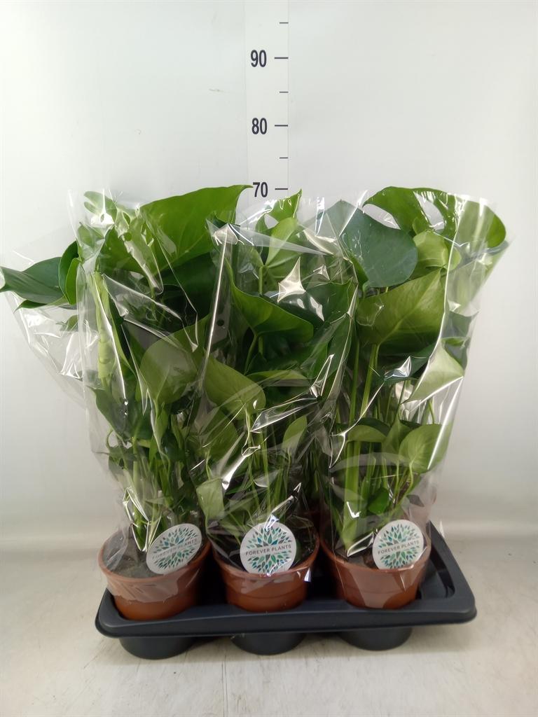 Горшечные цветы и растения оптом Monstera Delic. от 6шт из Голландии с доставкой по России