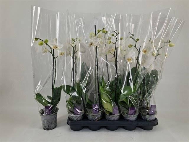 Горшечные цветы и растения оптом Phal Ov Wit 1 Branche 6+ Spring Deal от 10шт из Голландии с доставкой по России