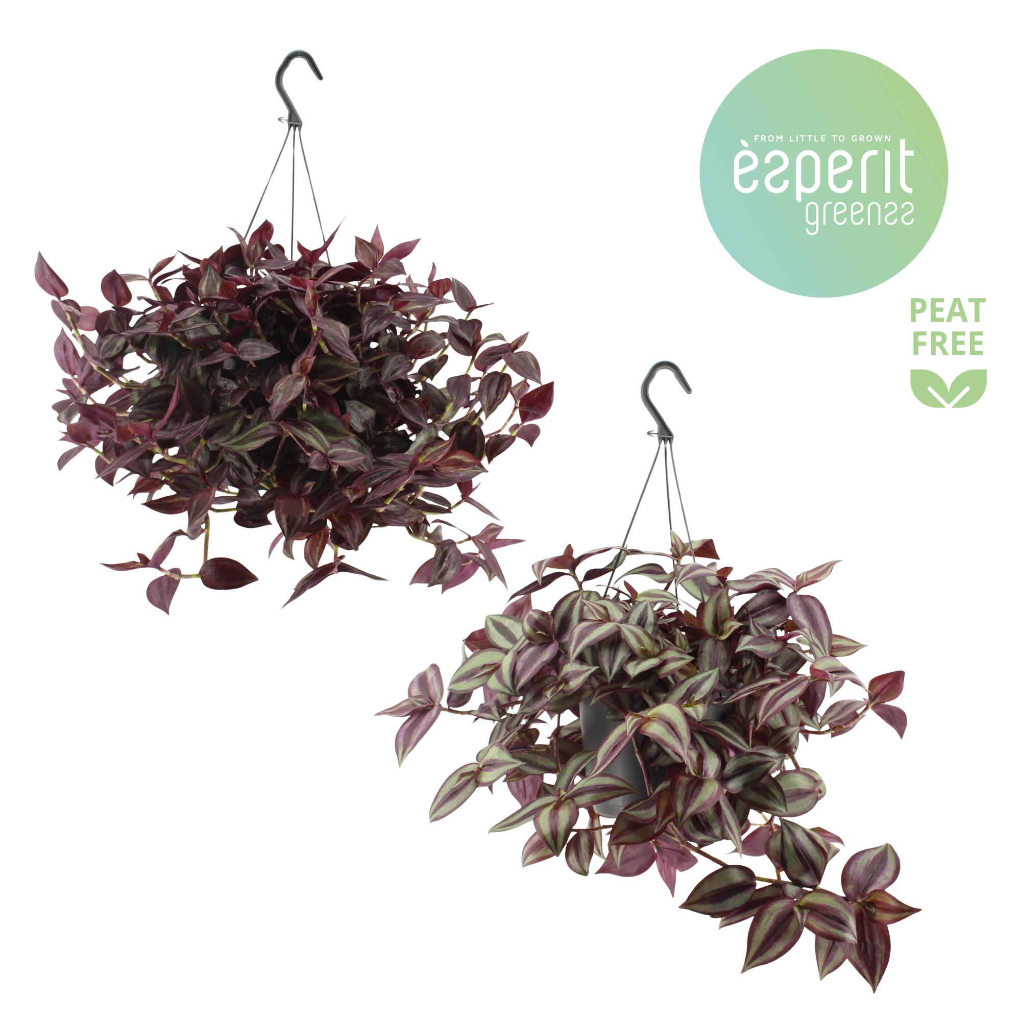 Горшечные цветы и растения оптом Tradescantia Mix Haning от 6шт из Голландии с доставкой по России