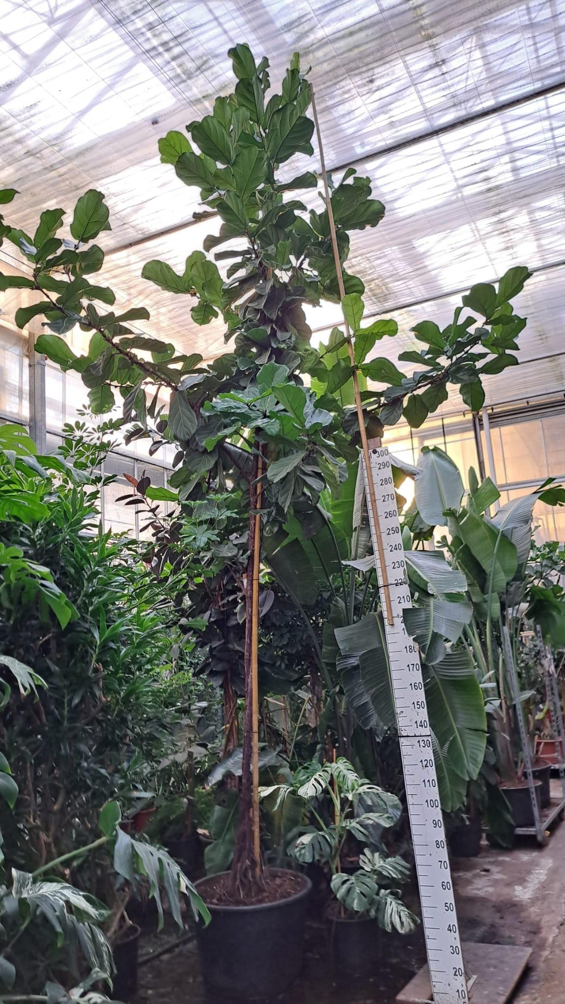 Горшечные цветы и растения оптом Ficus Lyrata Multistam от 1шт из Голландии с доставкой по России