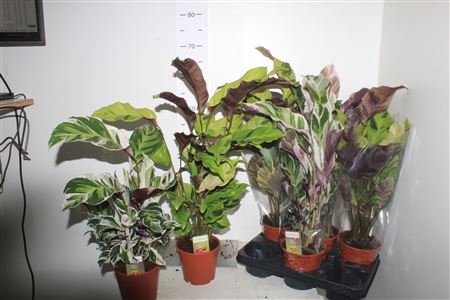 Горшечные цветы и растения оптом Calat Fusion Yellow + Fusion White от 6шт из Голландии с доставкой по России