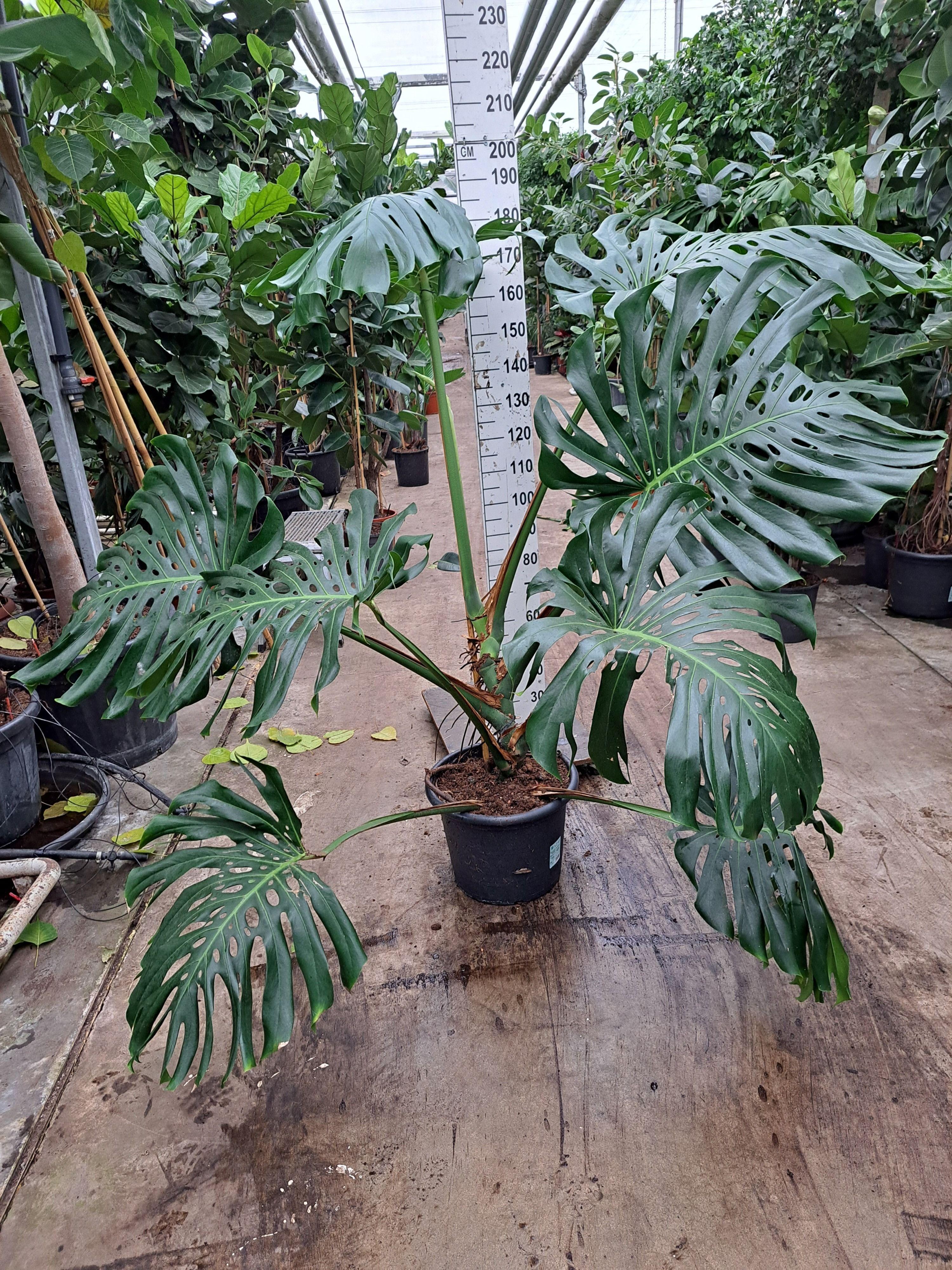 Горшечные цветы и растения оптом Monstera Xxl от 1шт из Голландии с доставкой по России
