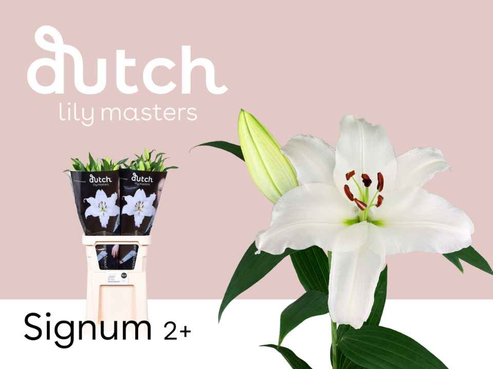 Срезанные цветы оптом Lilium or signum от 40шт из Голландии с доставкой по России