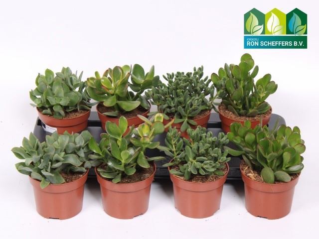 Горшечные цветы и растения оптом Crassula   ...mix от 8шт из Голландии с доставкой по России