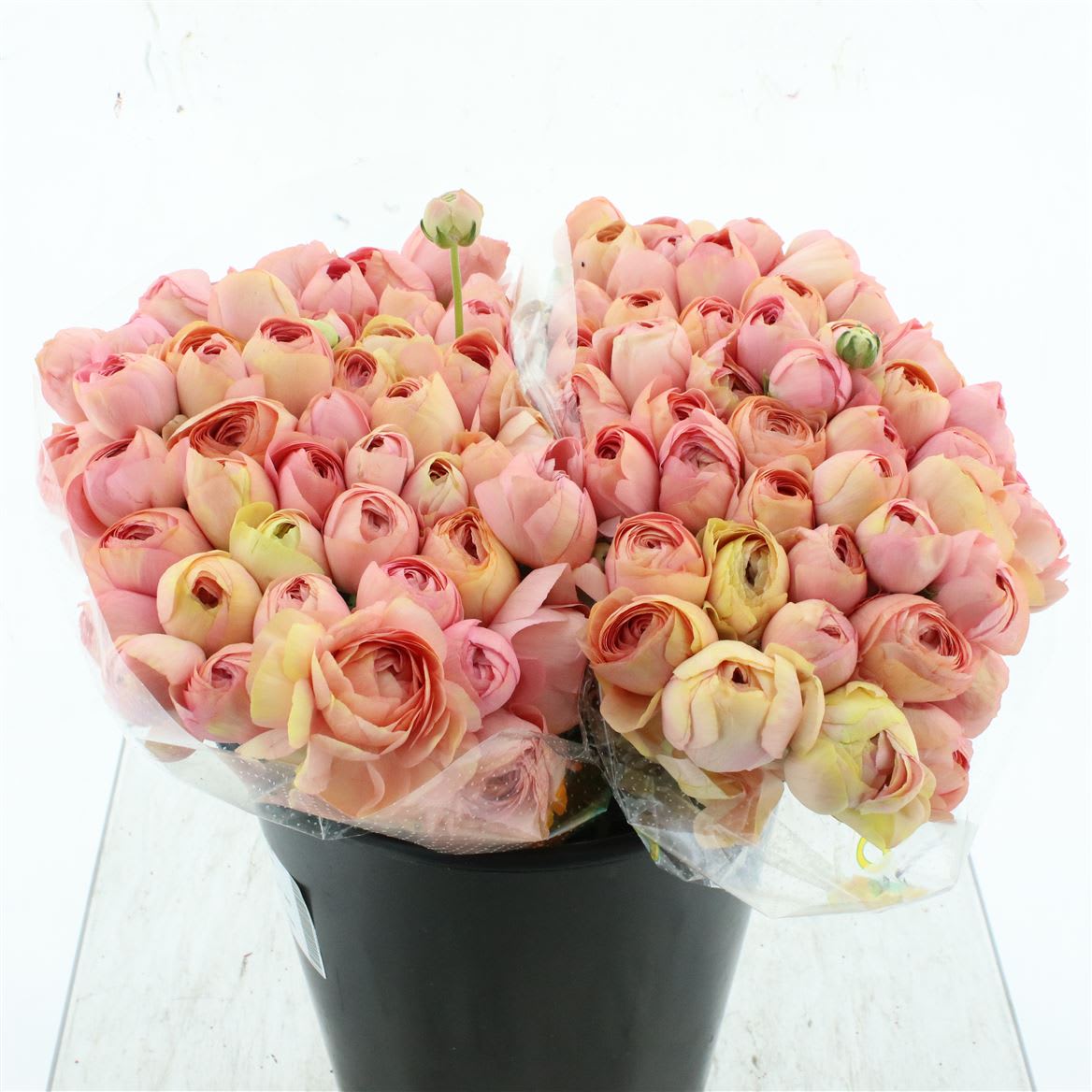 Срезанные цветы оптом Ranunculus success grand pastel от 100шт из Голландии с доставкой по России