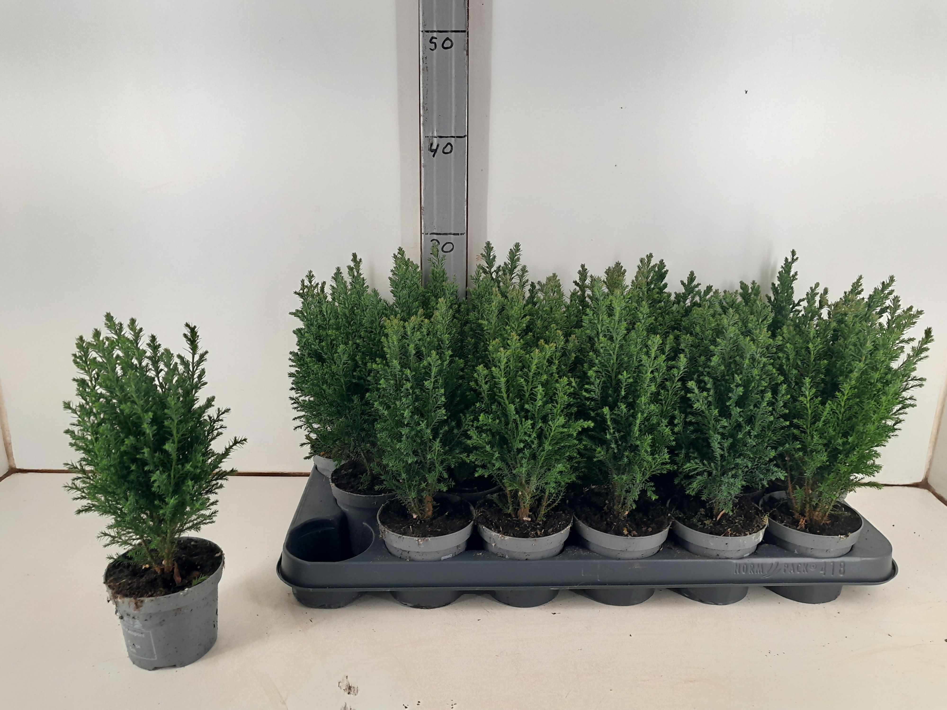 Горшечные цветы и растения оптом Cham L Ellwoodii от 18шт (для телеги) из Голландии с доставкой по России