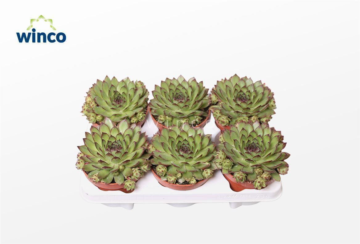 Горшечные цветы и растения оптом Sempervivum Tectorum от 6шт из Голландии с доставкой по России